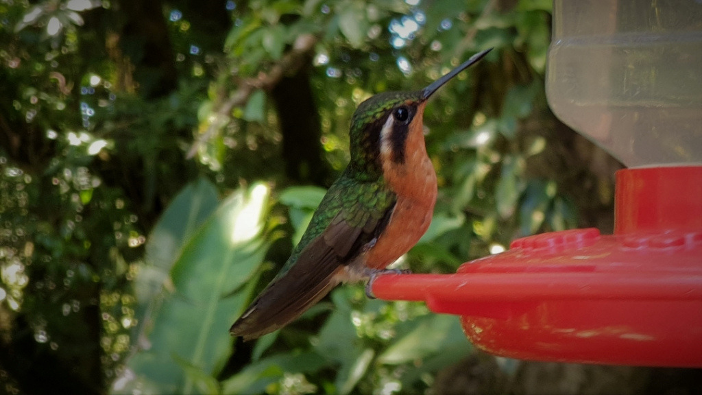 costa-rica-colibri-2