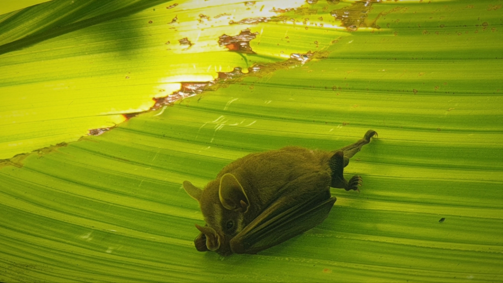 costa rica corcovado bat