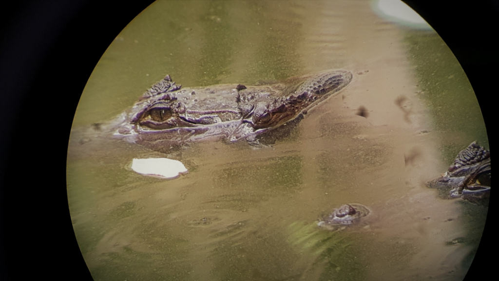 costa rica corcovado crocodile