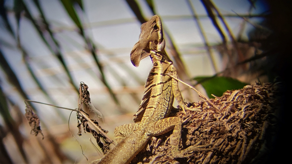 costa rica corcovado lizard