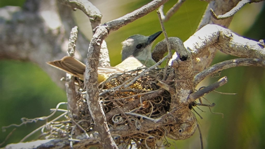 costa rica corcovado bird nest