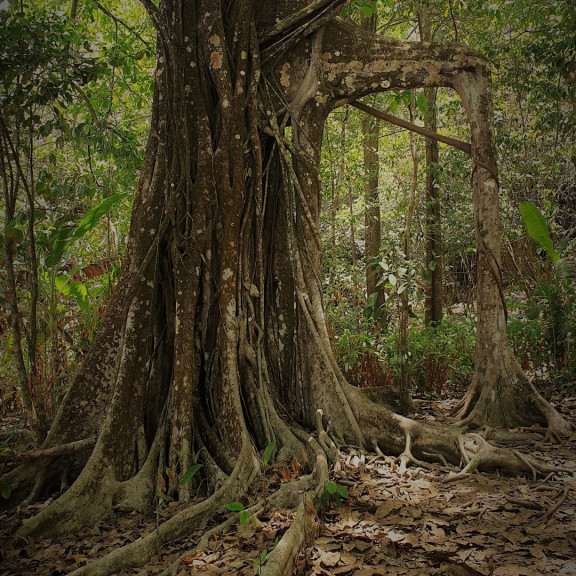 costa rica corcovado tree