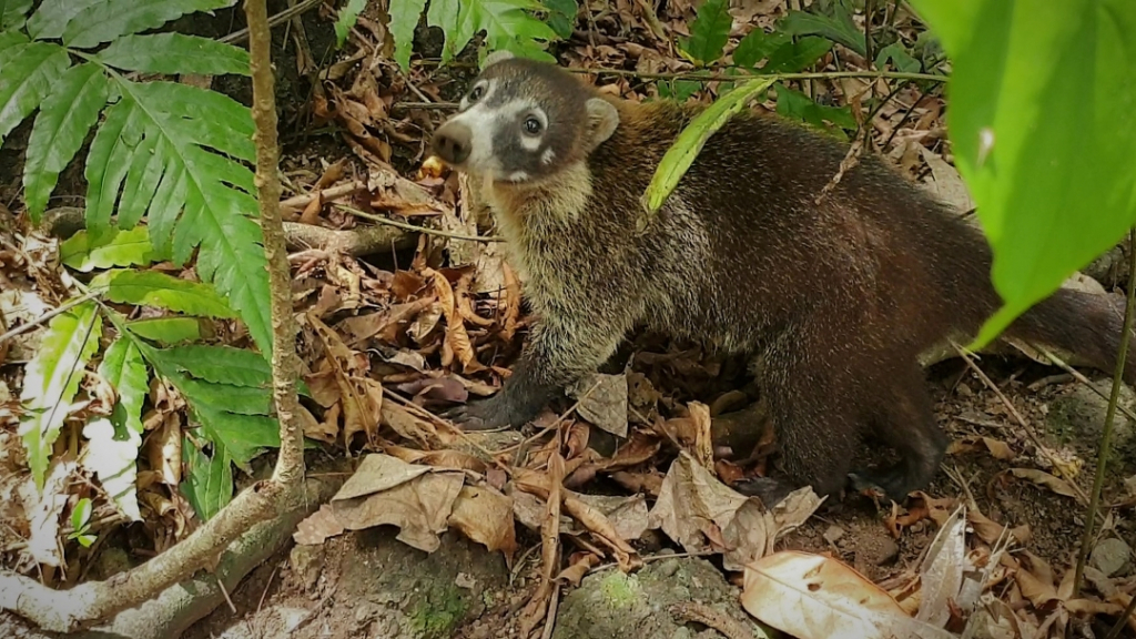 costa rica corcovado white nose coatis