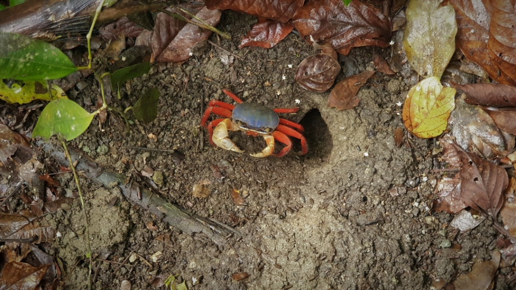 costa-rica crab