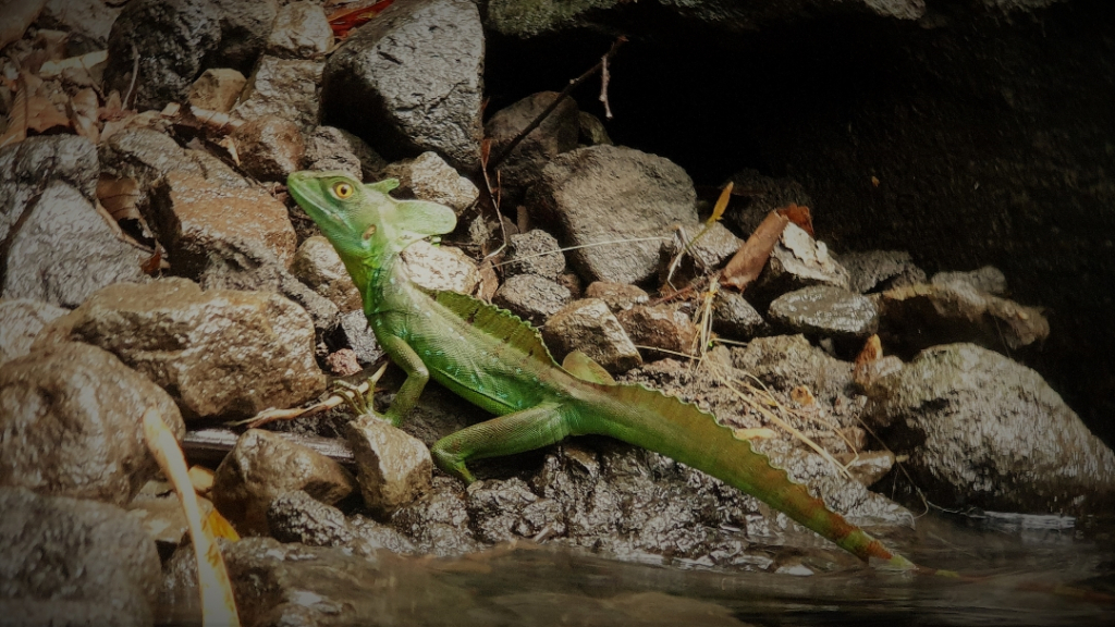 costa-rica-lizard