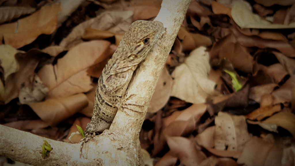 costa-rica lizard manuel antonio