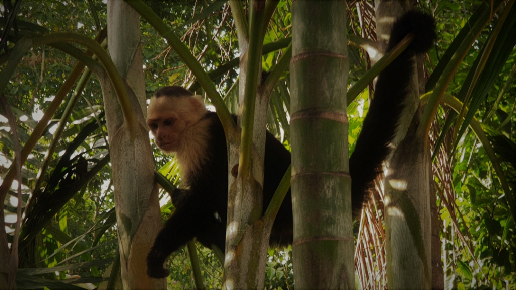 costa-rica monkey