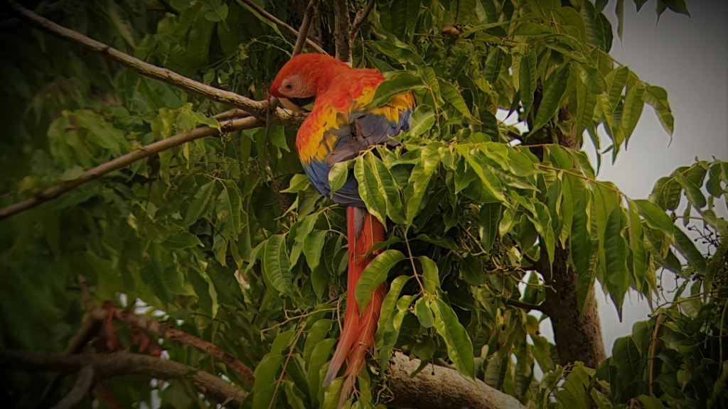 costa-rica-parrot corcovado