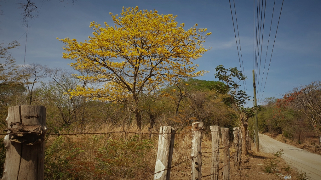 costa-rica yellow tree cortez amarillo