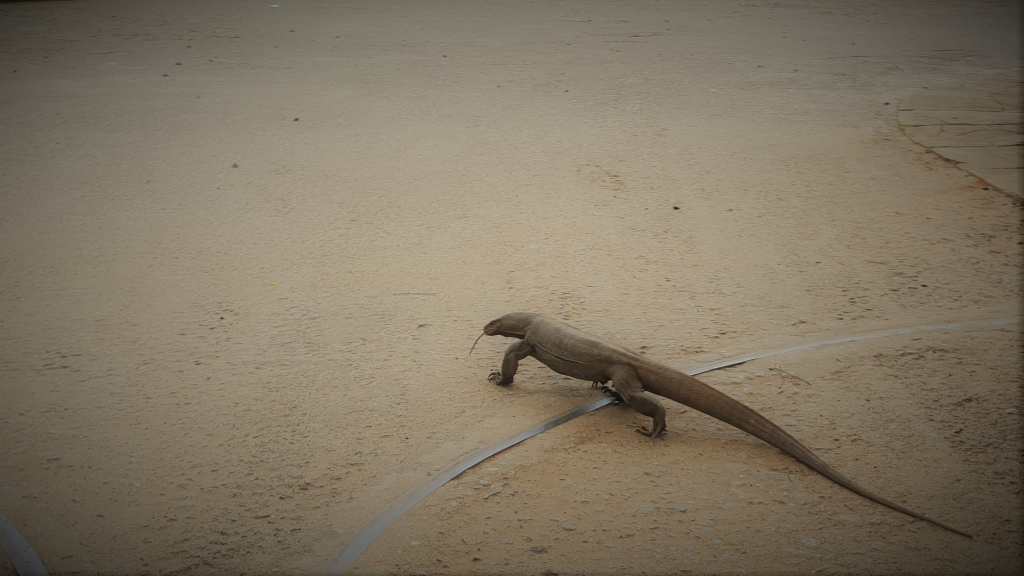 sri lanka kataragama lizard