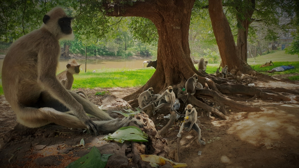 sri lanka kataragama monkey