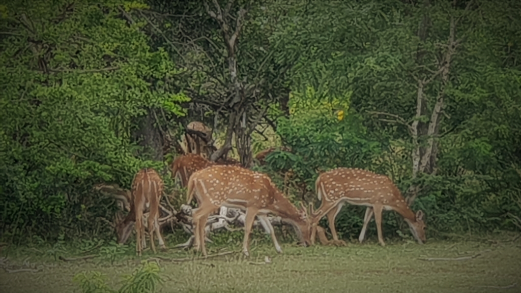 sri lanka kataragama yala park bambi