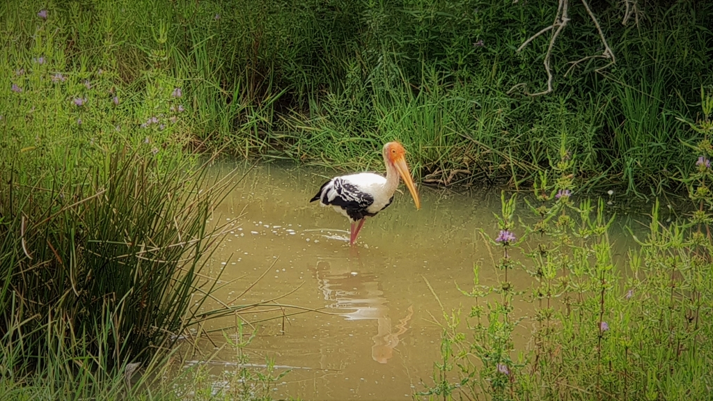 sri lanka kataragama yala park