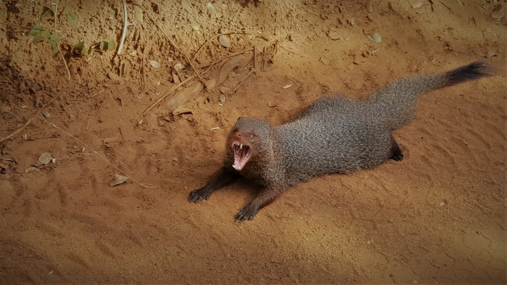 sri lanka kataragama yala park