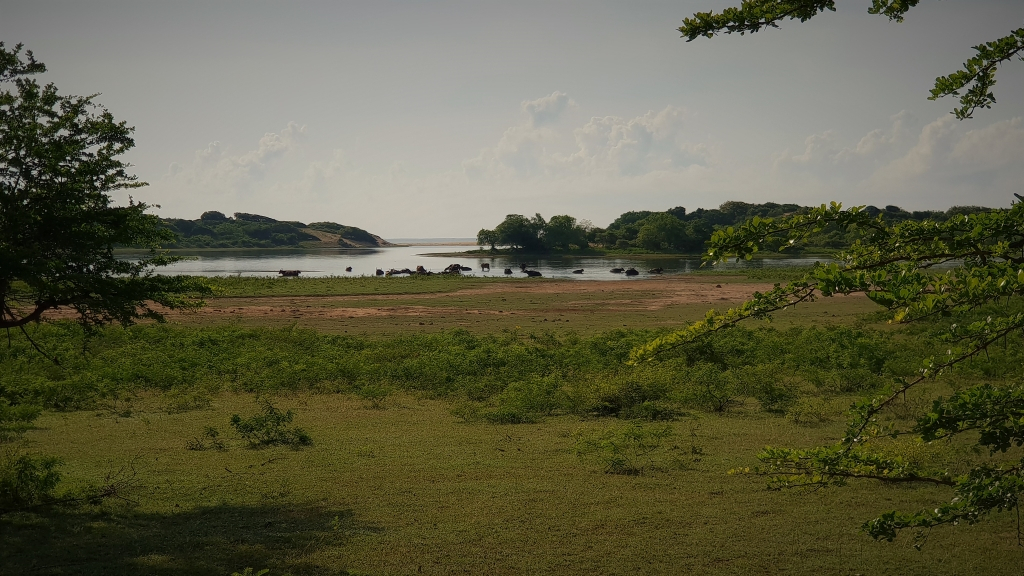 sri lanka kataragama yala water buffalo