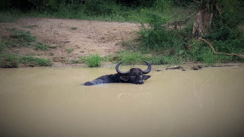 sri lanka kataragama yala park wild water buffalo