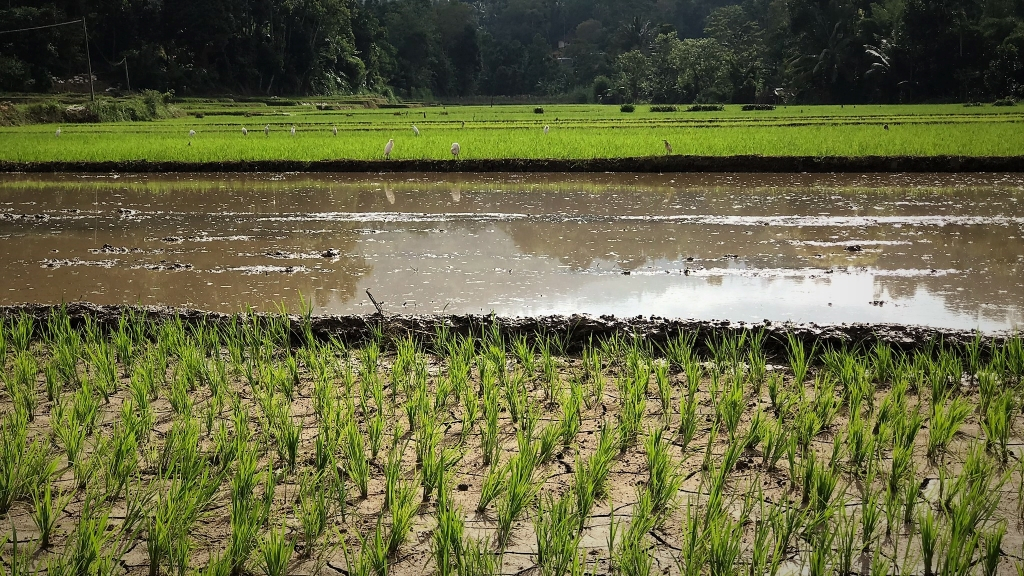 sri lanka rice field