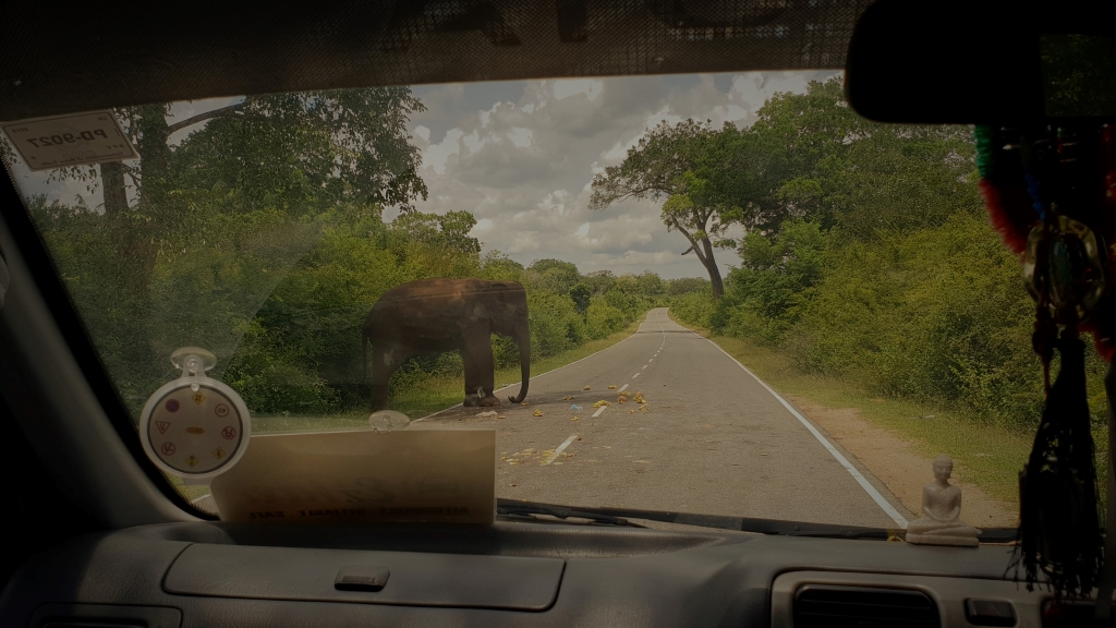 sri lanka road elefant