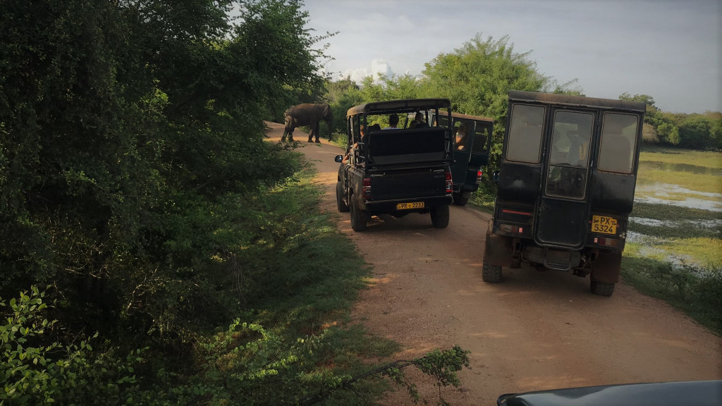 sri lanka yala park tour